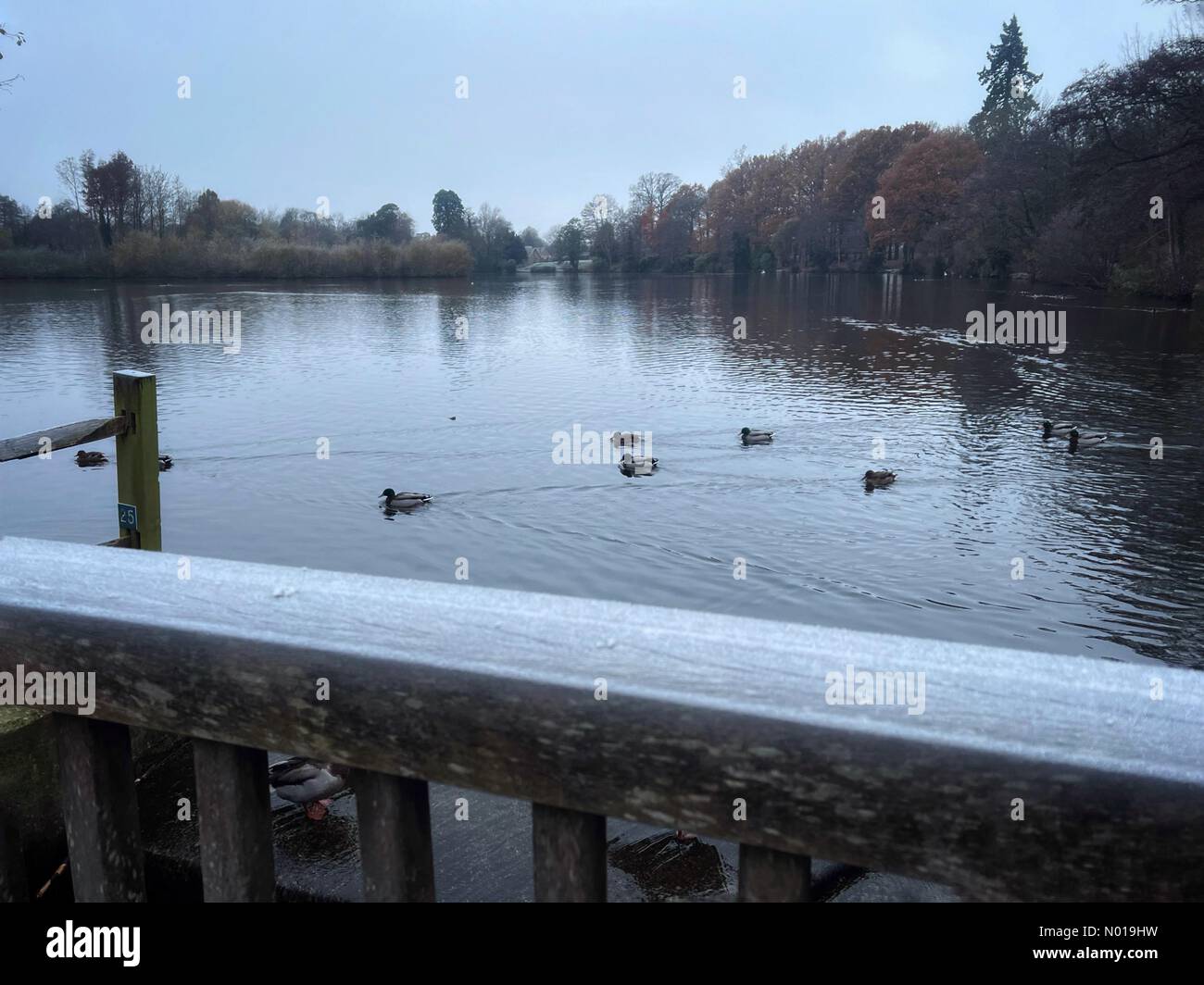 UK Weather Frosty in Godalming. Sycamore Avenue, Godalming. 01st