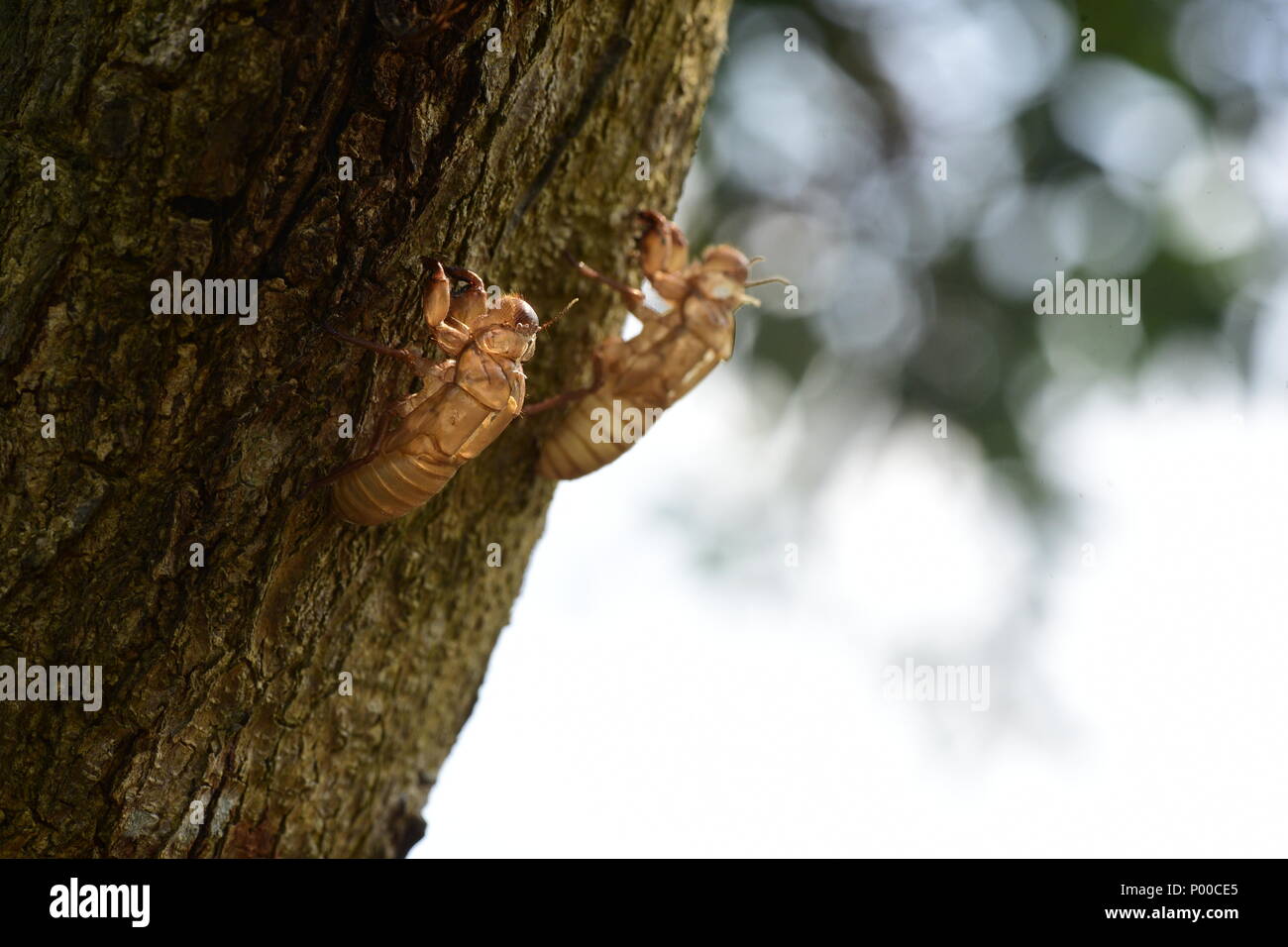 Cicada in the wildlife nature habitat using as a background or wallpaper. Cicada insect stick on tree in tropical forest Stock Photo