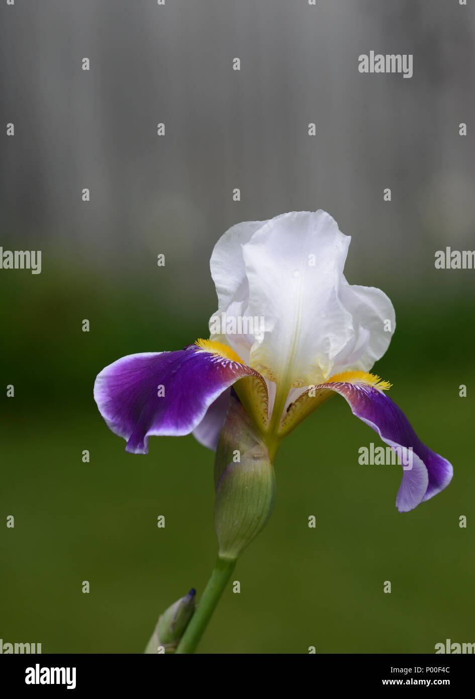 Closeup of a beautiful white and purple bearded iris Stock Photo