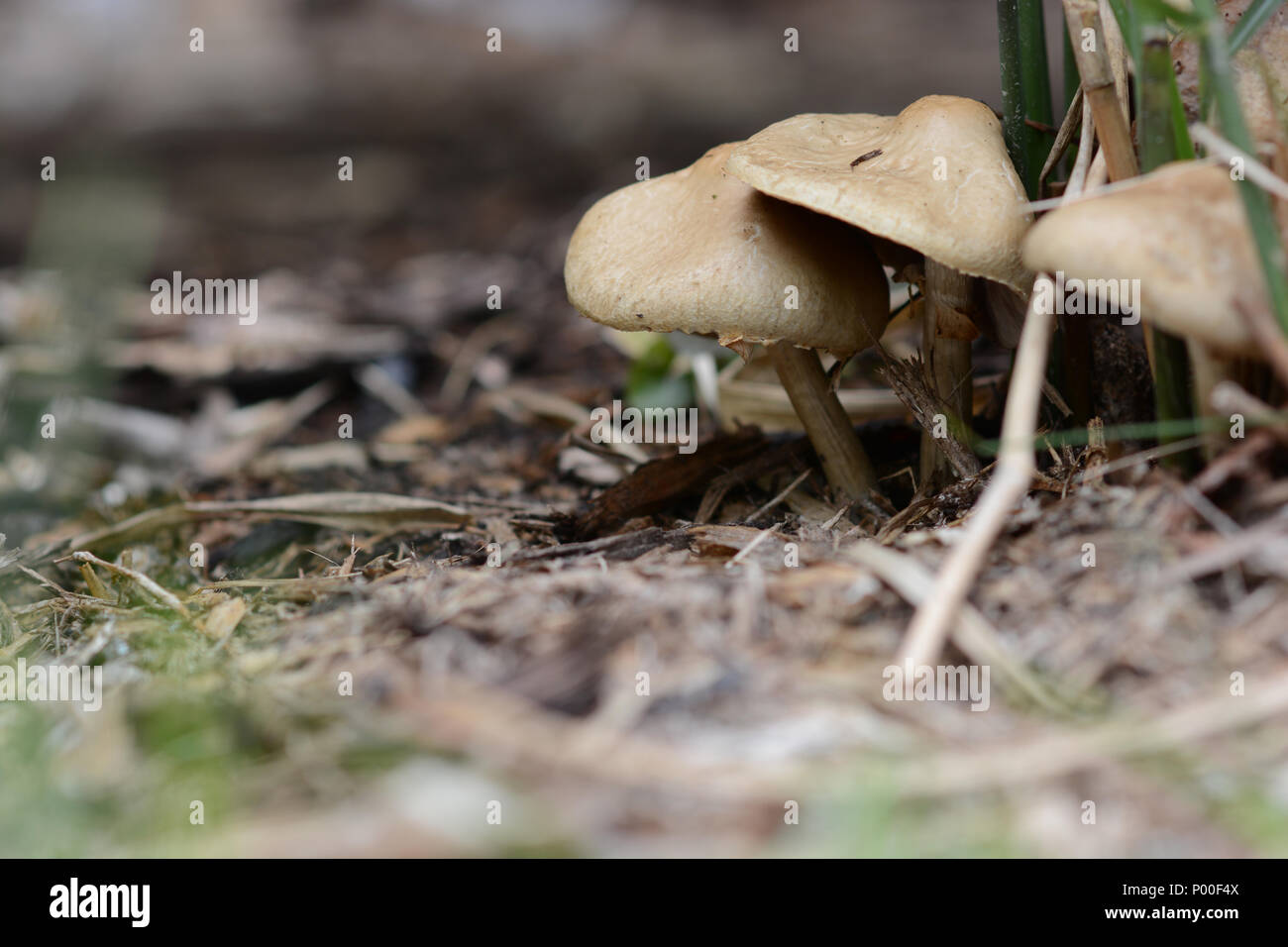 Closeup of fungi growing on the forest floor in Michigan Stock Photo ...