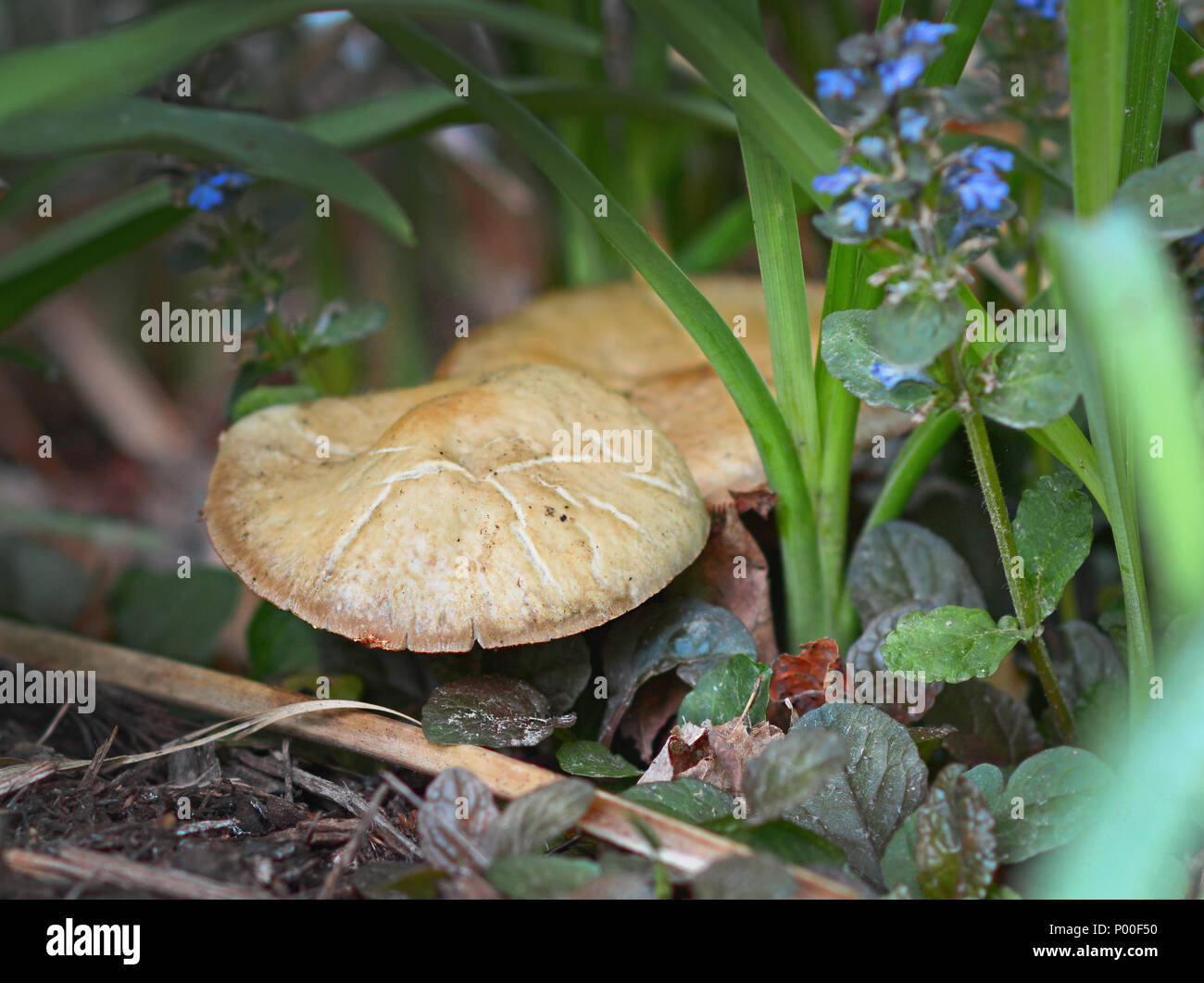 Closeup of fungi growing on the forest floor in Michigan Stock Photo ...