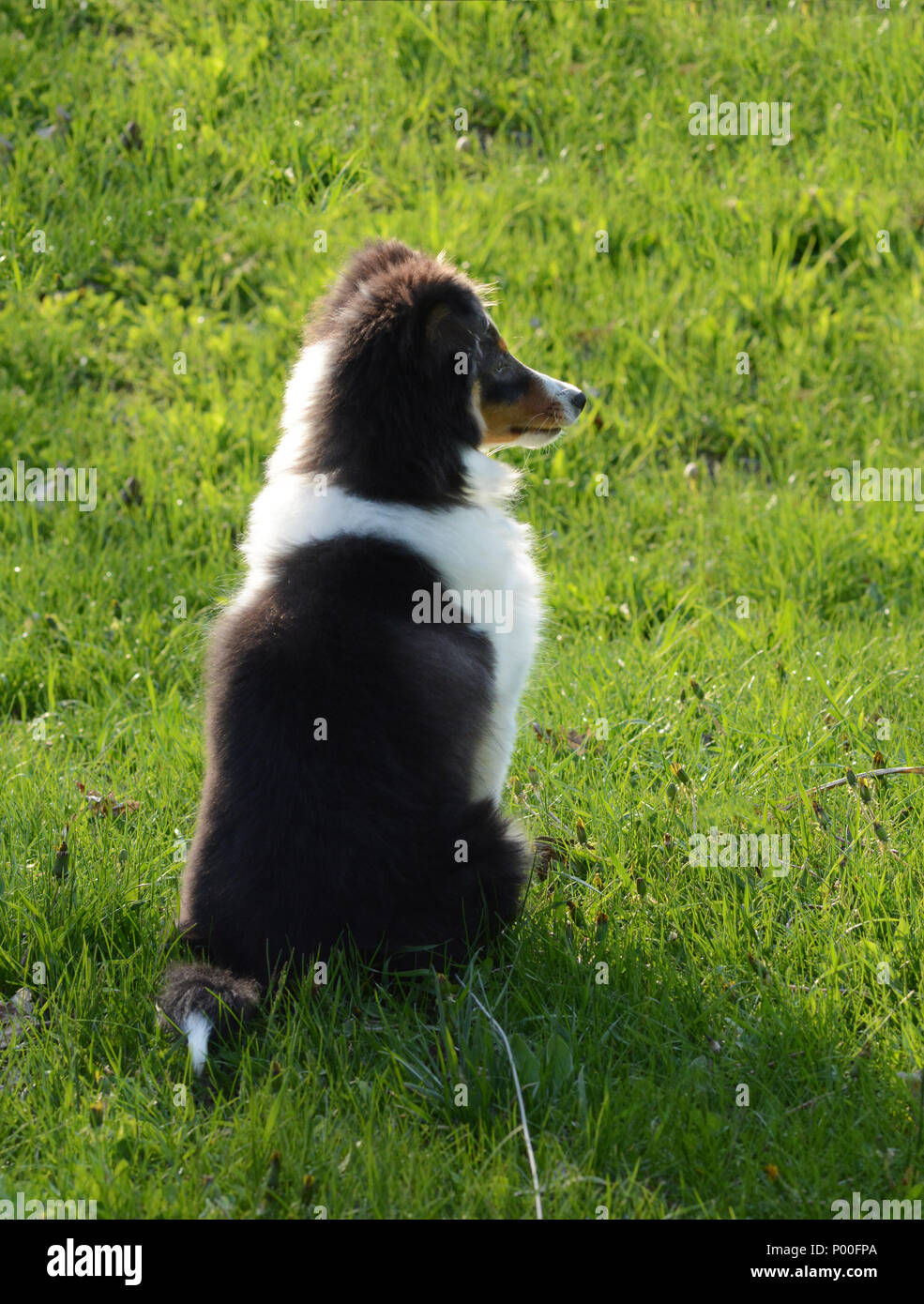 A young puppy Shetland Sheepdog (Sheltie) sits in grass in the sunshine Stock Photo