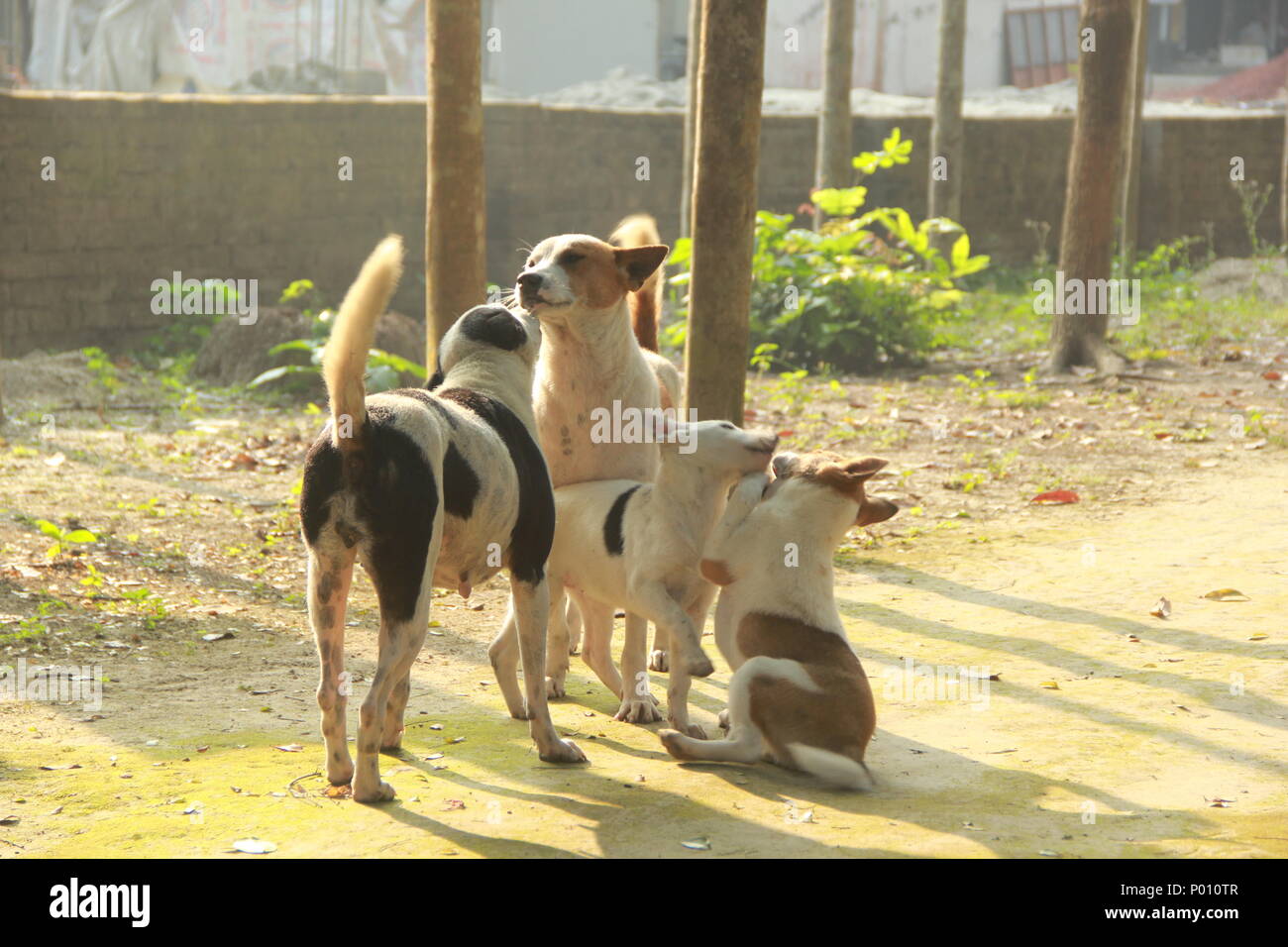 village dog family, enjoying family time. Stock Photo