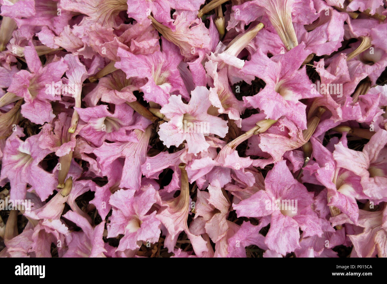 Pink flowers carpet Stock Photo