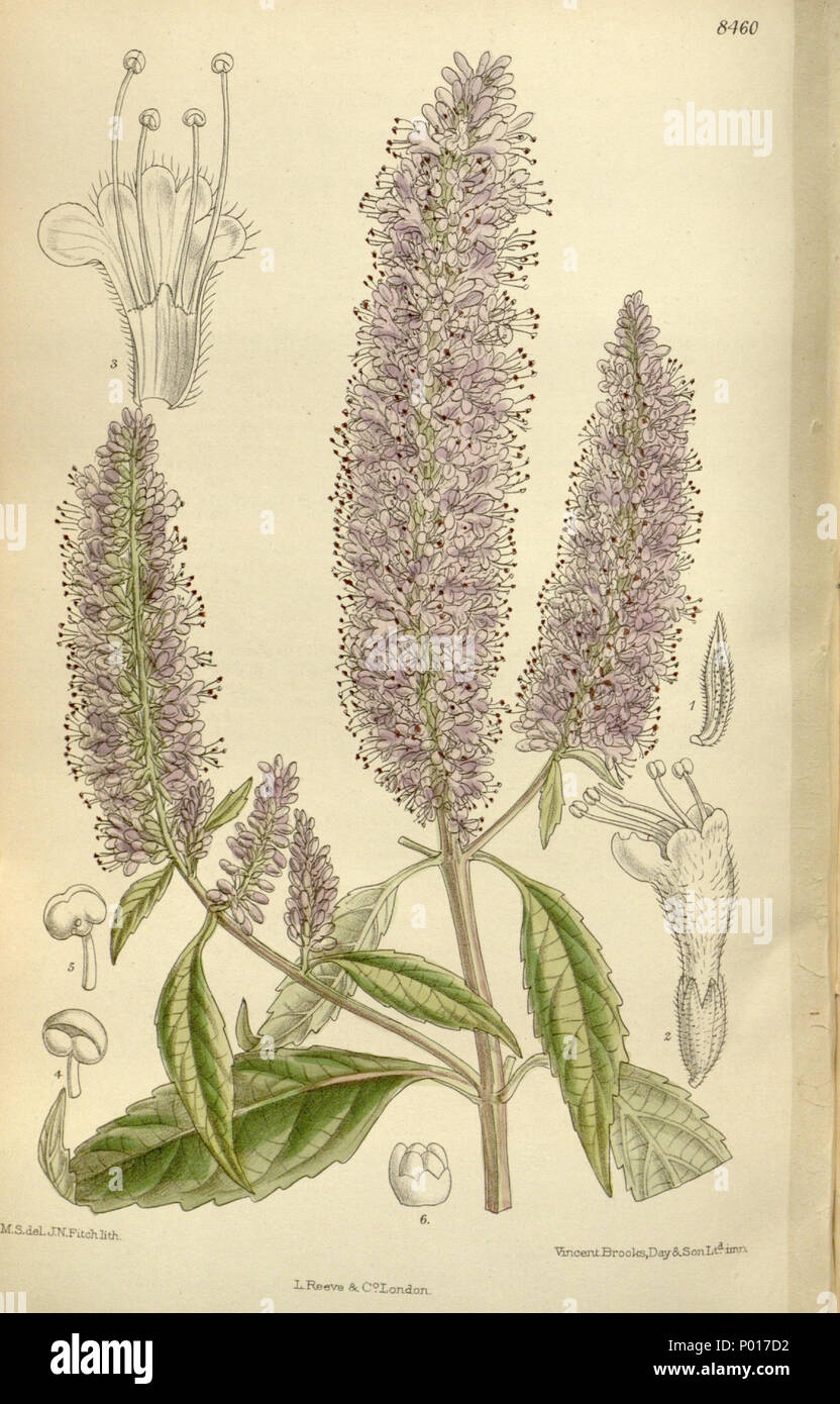 . Elsholtzia stauntonii, Lamiaceae  . 1912. Matilda Smith (1854–1926) del, John Nugent Fitch (1840–1927) lith. 3 Elsholtzia stauntoni 138-8460 Stock Photo