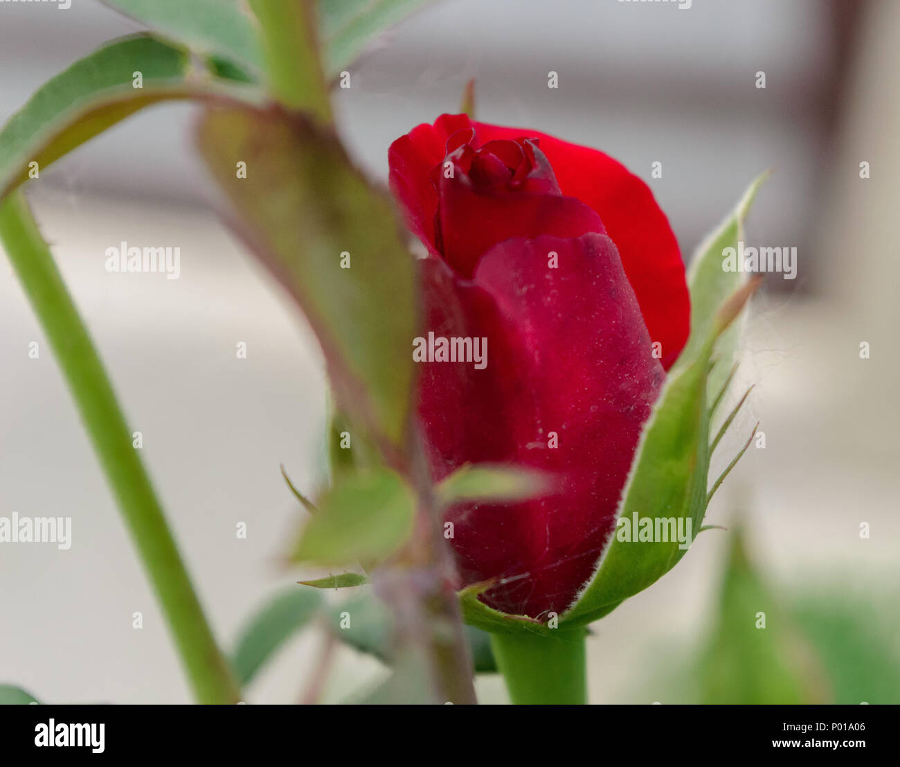Cultured rose hi-res stock photography and images - Alamy