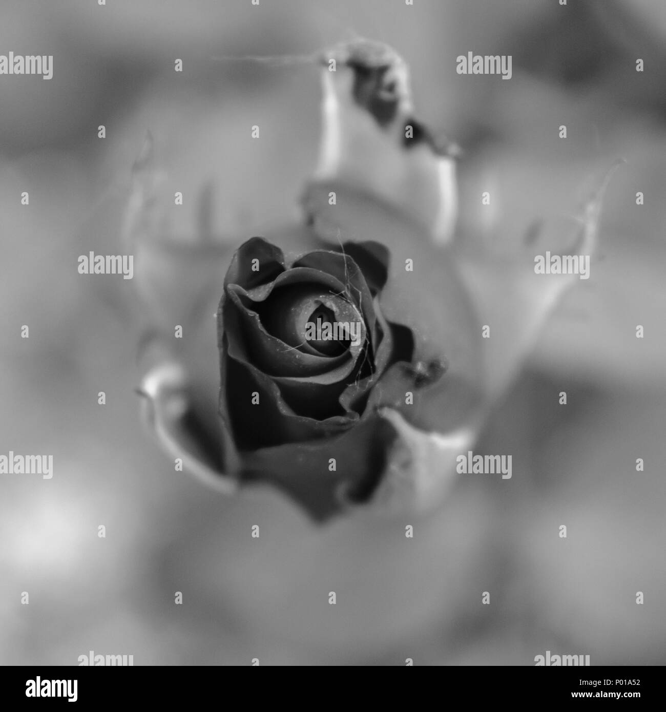 Shrub roses Black and White Stock Photos & Images - Alamy