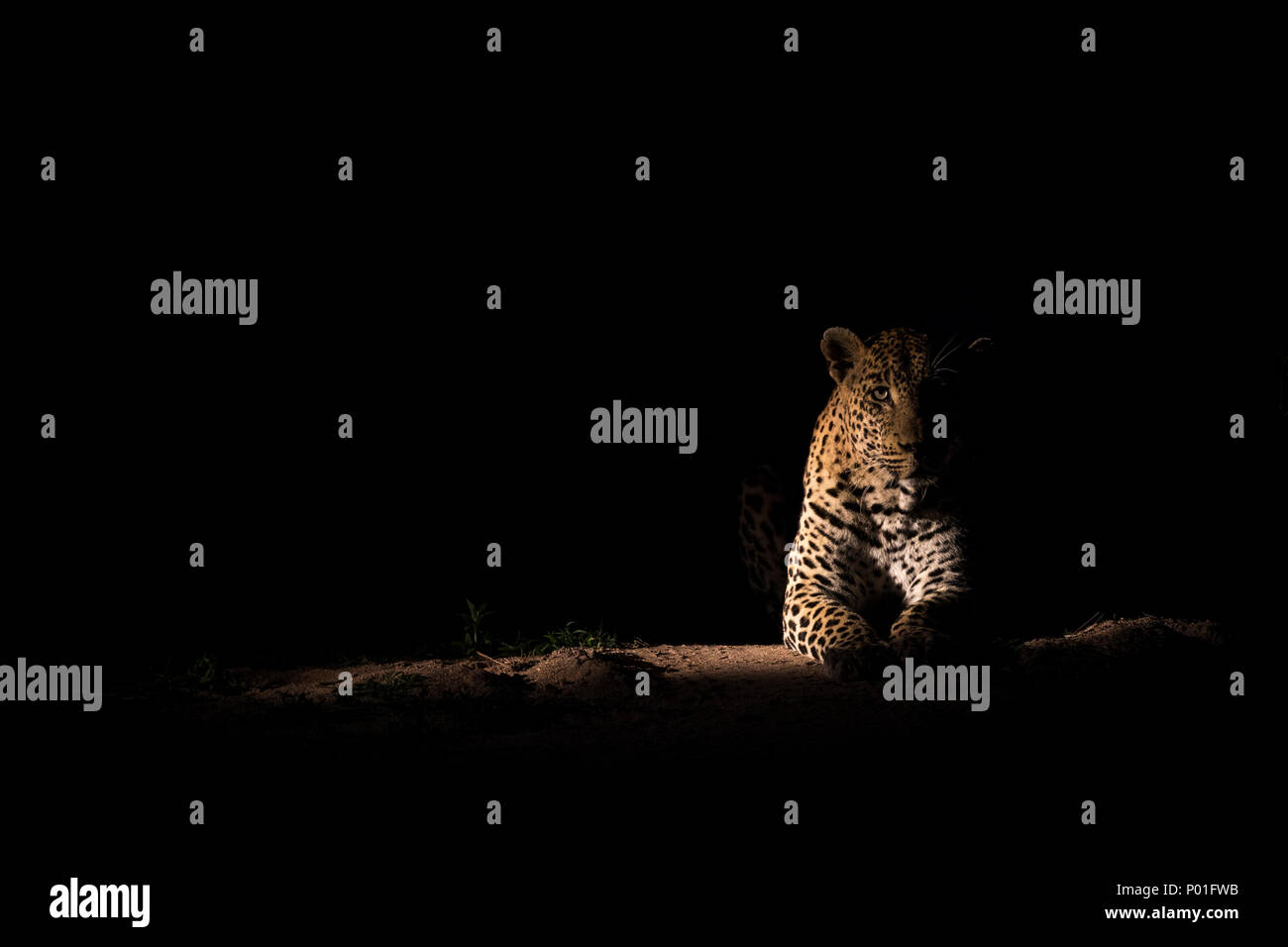 Huge Leopard High Resolution Stock Photography and Images - Alamy