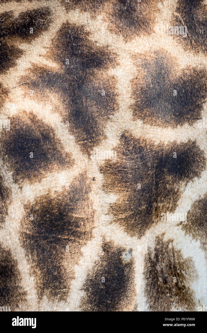 Beautiful patterns on giraffe skin Stock Photo