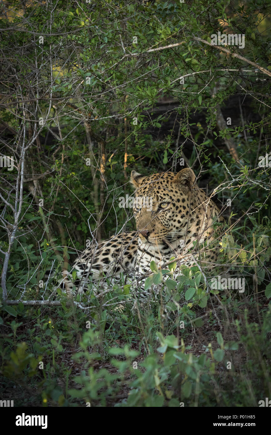 Leopard resting in the shade. Stock Photo