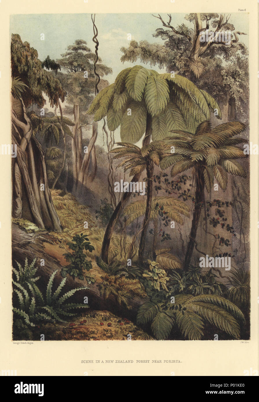 . English: SCENE IN A NEW ZEALAND FOREST NEAR PORIRUA [Image of page 23] PLATE VI. SCENE IN A NEW ZEALAND FOREST. THERE is no country in the world so rich in ferns as New Zealand--the variety and elegance of their forms from the most minute species, to the giant tribe, is astonishing-- some attain a height of forty feet, whilst others of exquisite beauty are extremely small. Two examples of the tree-ferns are figured in the accompanying scene--the Cyathea medullaris, and the Cyathea dealbata; the pulp of the former, at certain seasons of the year, is used as food by the natives, and when boile Stock Photo