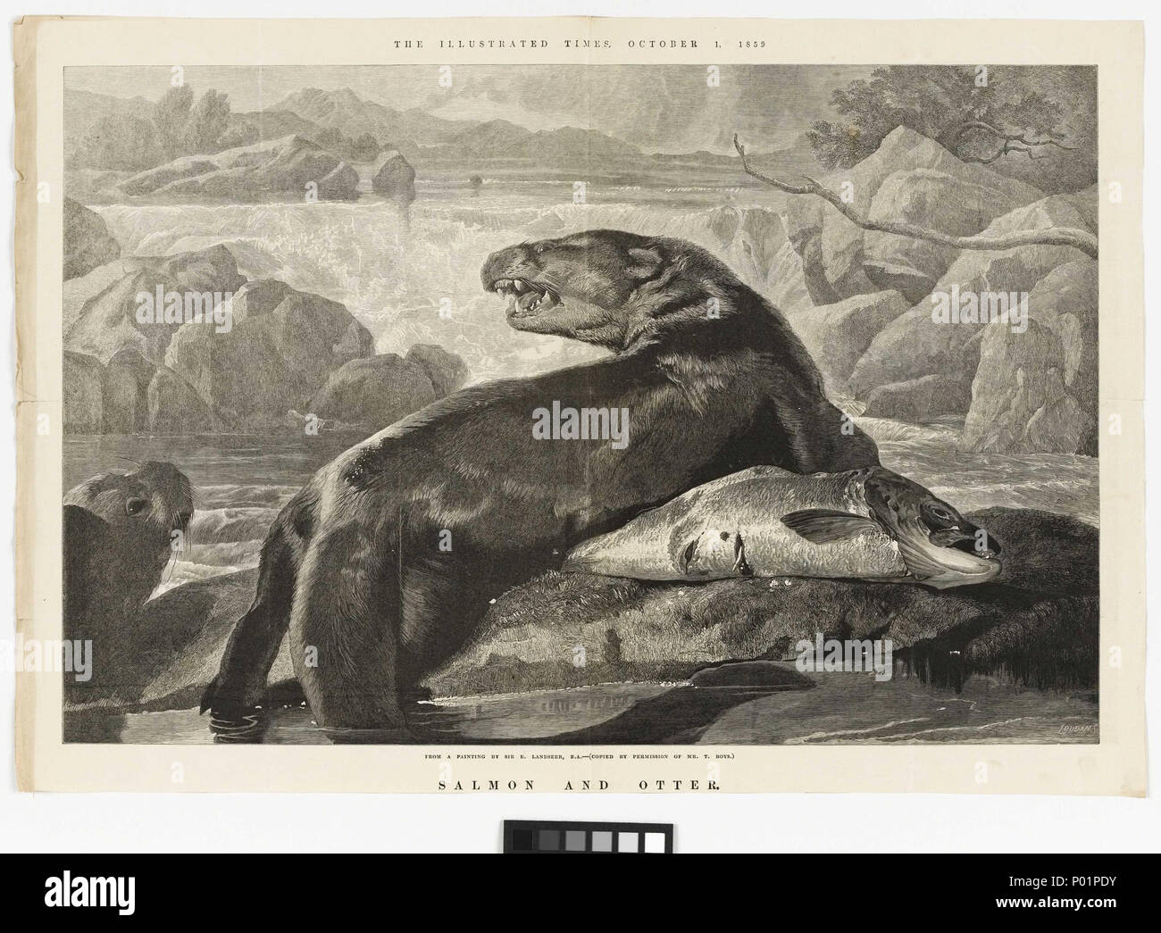 .  English: 'Salmon and Otter' This print by S. Loudan after a painting by Sir E. Landseer was reproduced in The Illustrated Times on 1 October 1859. It shows an otter lying across the salmon it has just caught. They are by a waterfall with rocks on either side. The otter and salmon are on a grassy bank with the otter's tail still in the water. The Herschels prints and drawing collection becomes increasingly drawn from illustrations extracted from one of the many illustrated newspapers on the market from the second half of the 19th century onward. 'Salmon and Otter'  . 1 October 1859. S. Louda Stock Photo