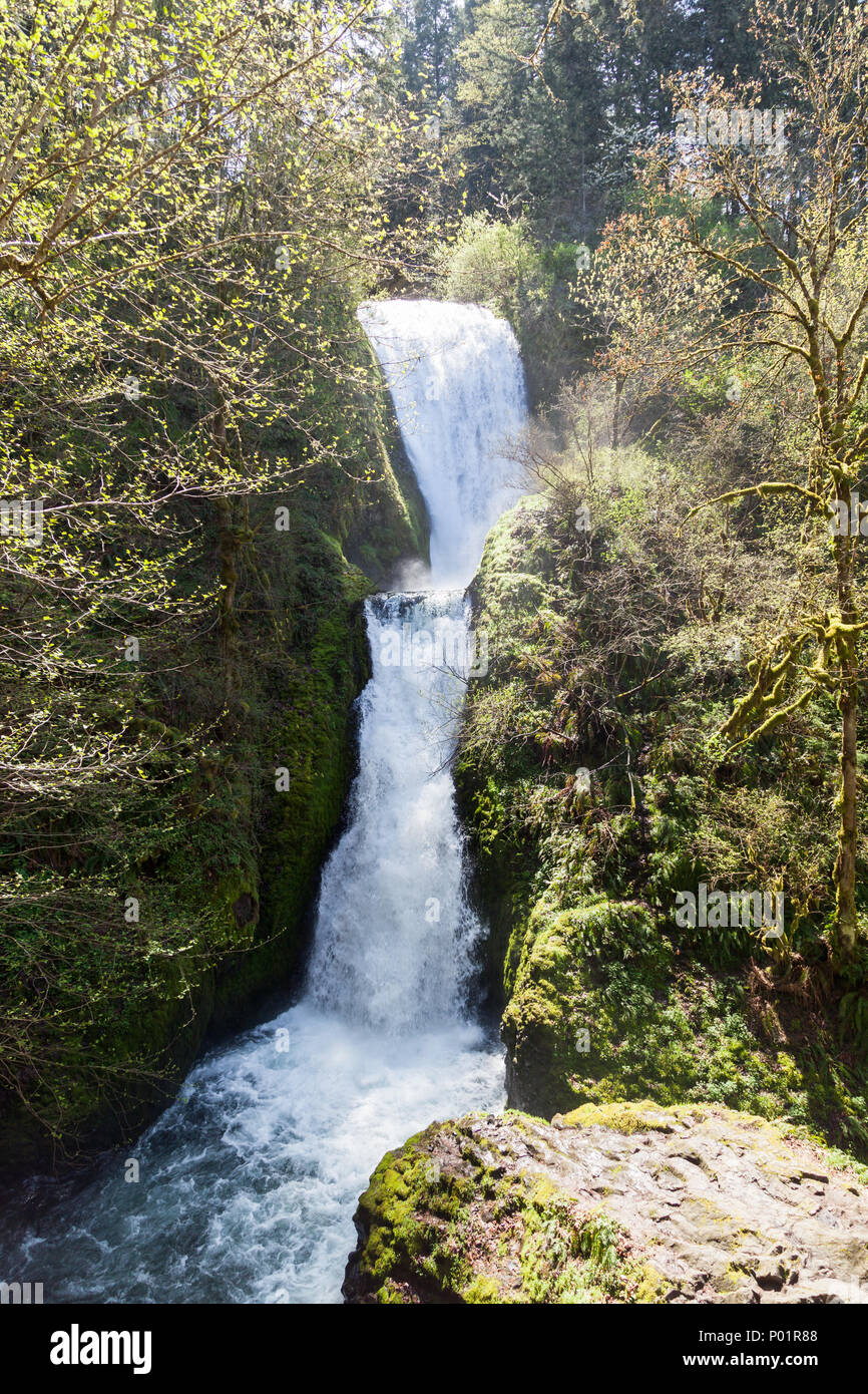 Bridal Veils Falls cascading over a rock wall in a hidden niche, surrounded by spring moss