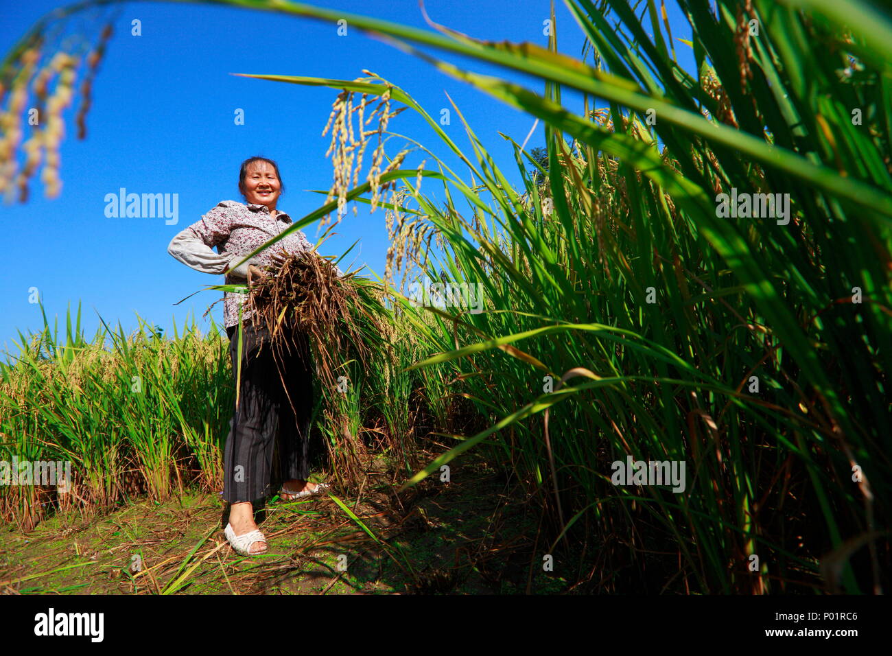 Happy asian farmer portrait in rice paddy, rice harvest, female farmer holding rice smile in field Stock Photo