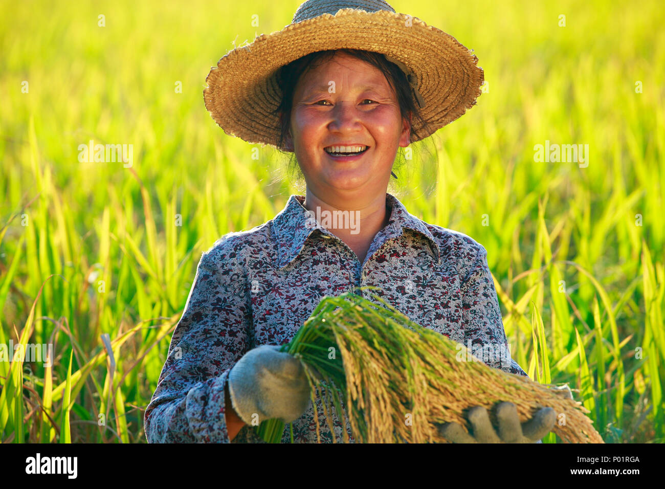 Happy asian farmer portrait in rice paddy, rice harvest, female farmer holding rice smile in field Stock Photo