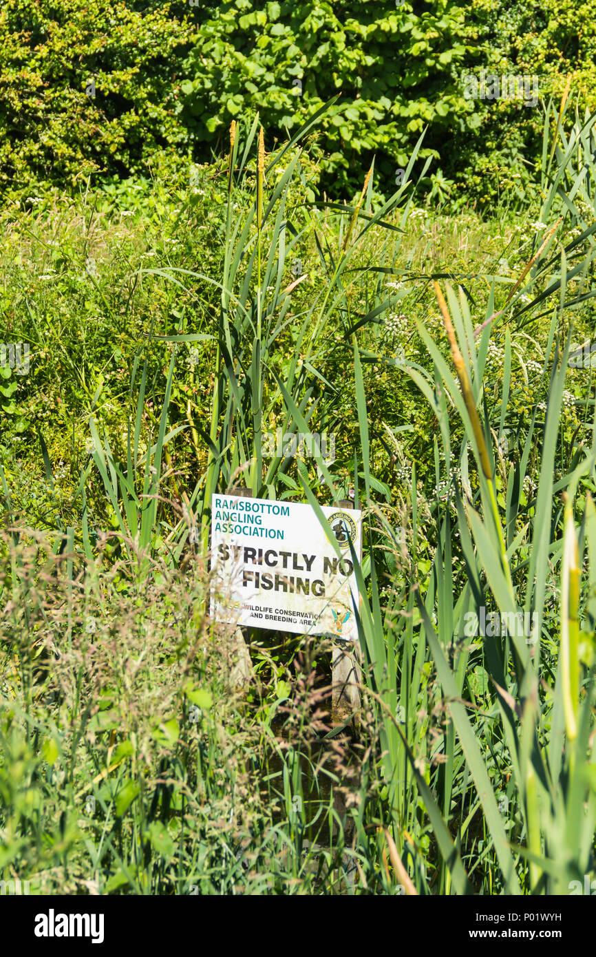 Ramsbottom Angling Association 'Strictly No Fishing' sign in the midst of a thick bed of reeds in a pond in Burrs Country Park, Bury. Stock Photo
