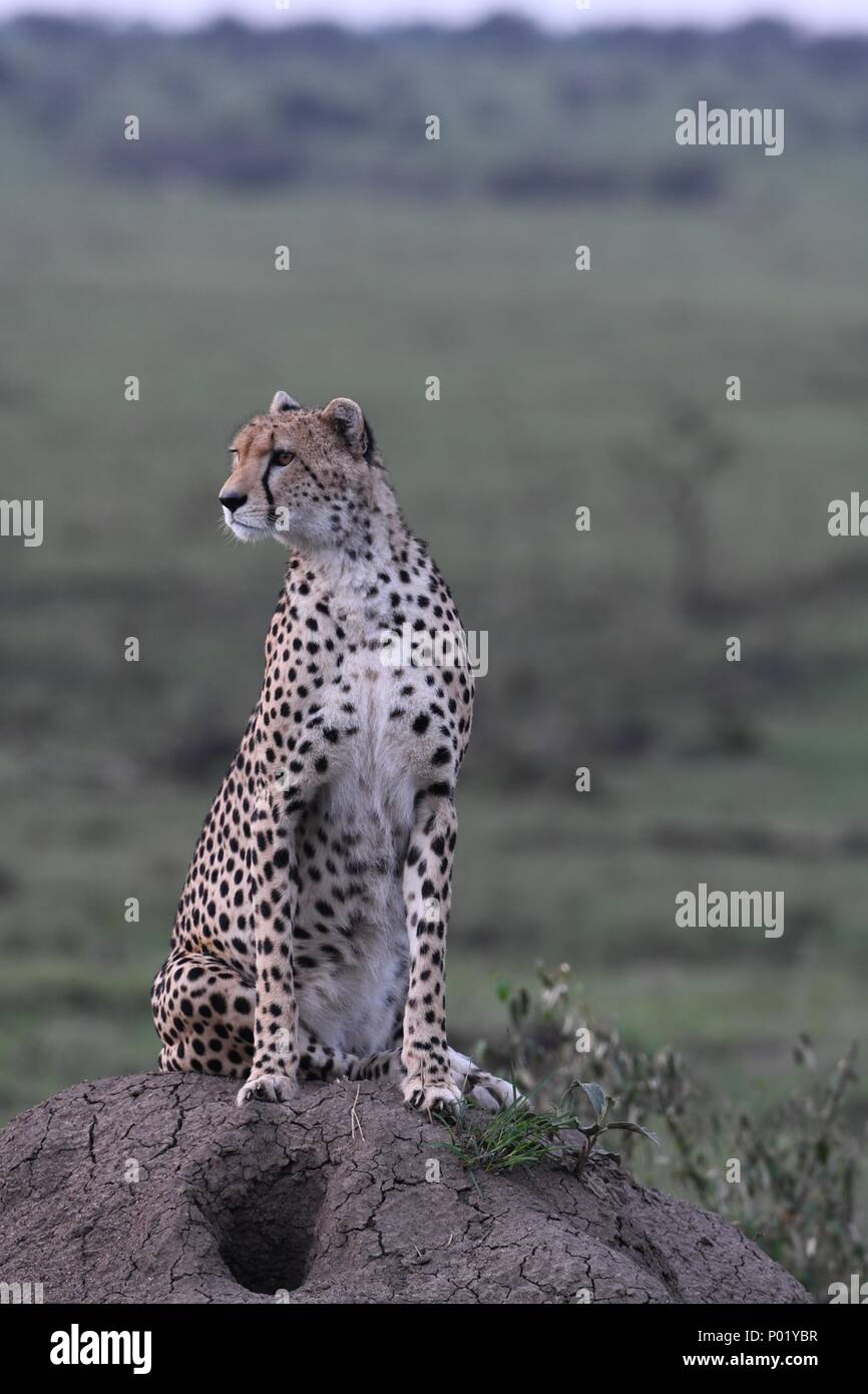 Lone cheetah sitting on the green Maasai Mara savannah looking for prey. Picture taken early morning, Olare Motorogi Conservancy. Acinonyx jubatus Stock Photo