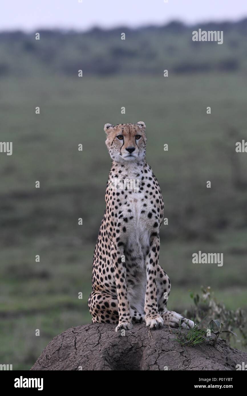 Lone cheetah sitting on the green Maasai Mara savannah looking for prey. Picture taken early morning, Olare Motorogi Conservancy. Acinonyx jubatus Stock Photo