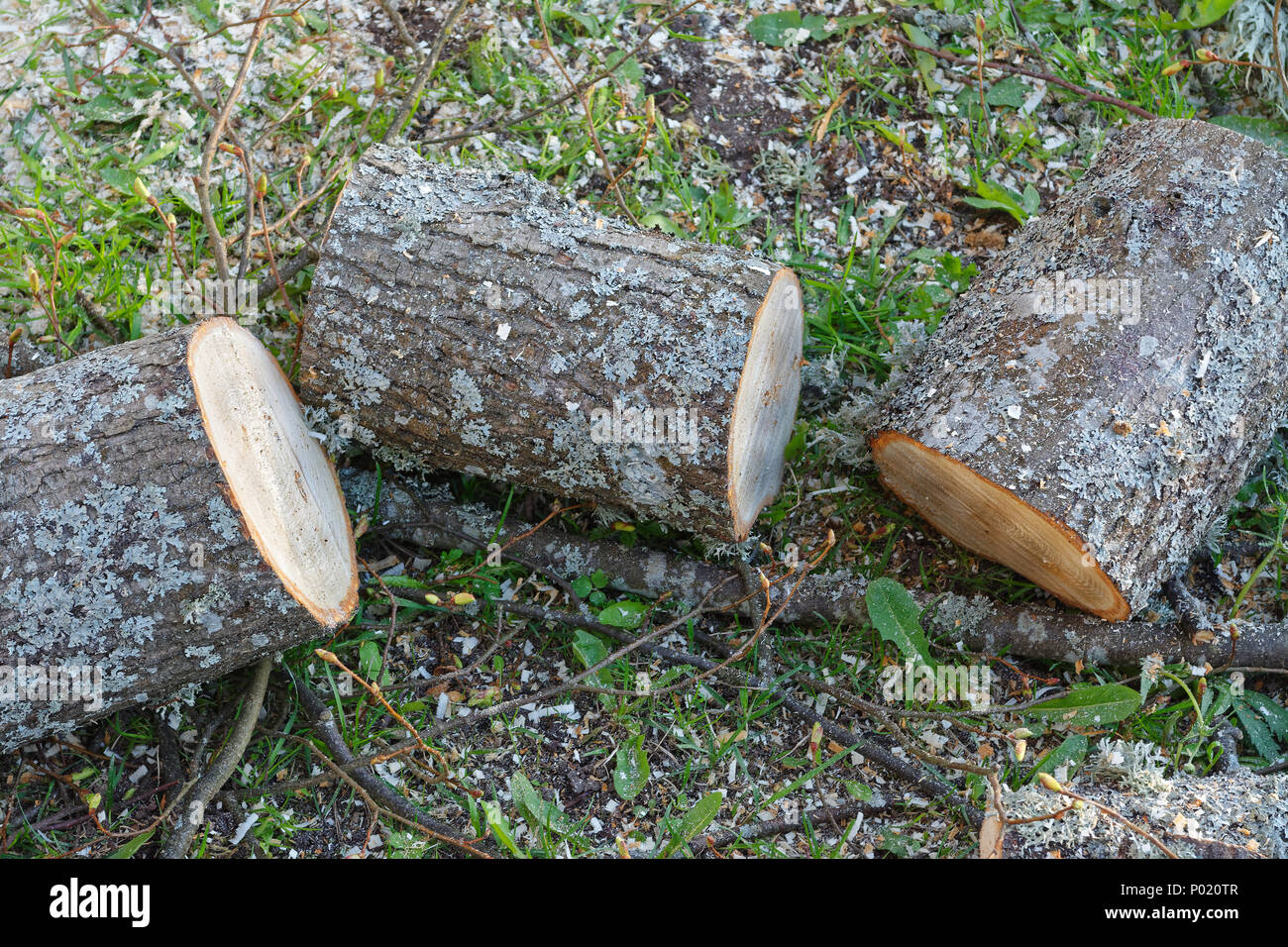 Logs for firewood laying on ground with sawdust and grass Stock Photo -  Alamy