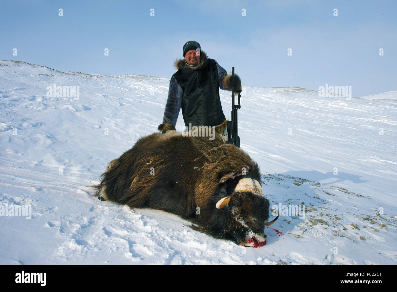 Huntsman with shot dead Muskox (Ovibus moschatus), Nunavut teritorry, Canada Stock Photo