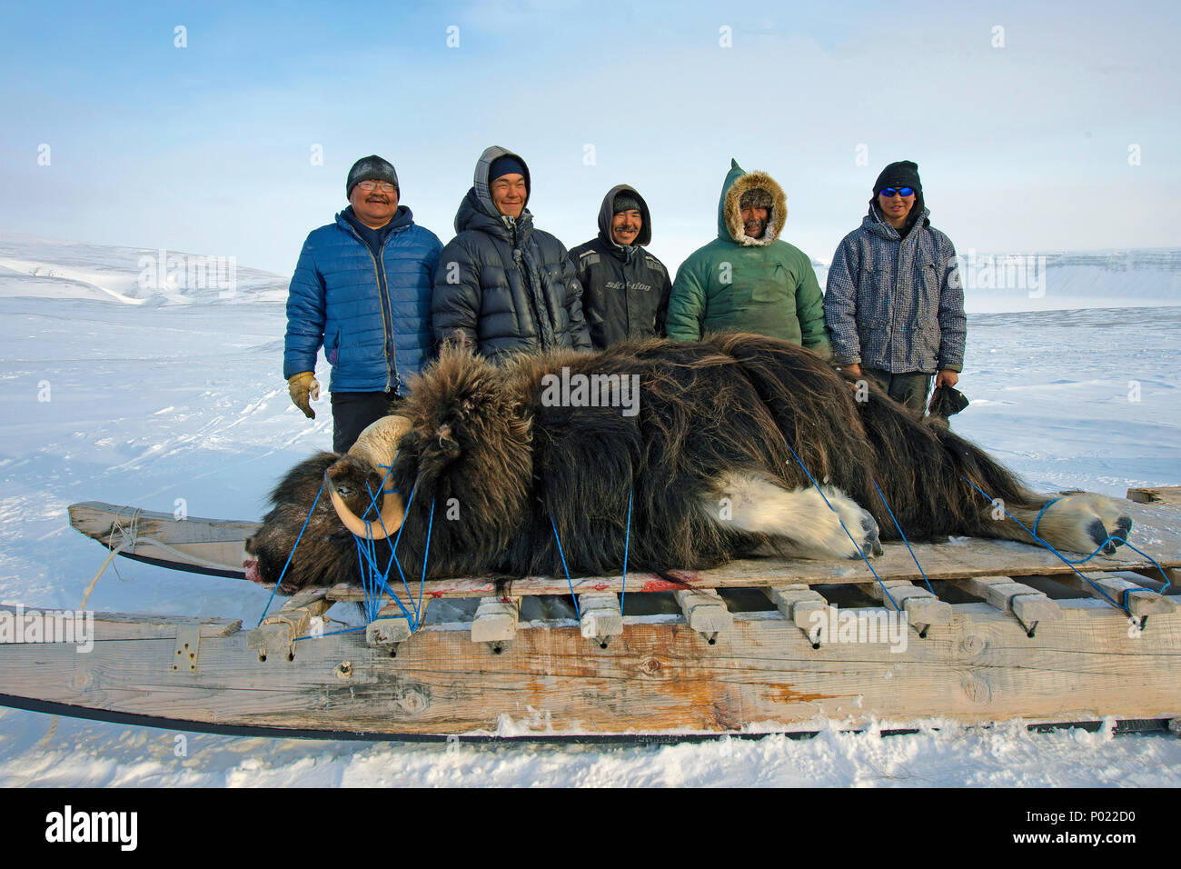 Huntsman transport a shot Muskox (Ovibus moschatus) on a sledge, Nunavut teritorry, Canada Stock Photo