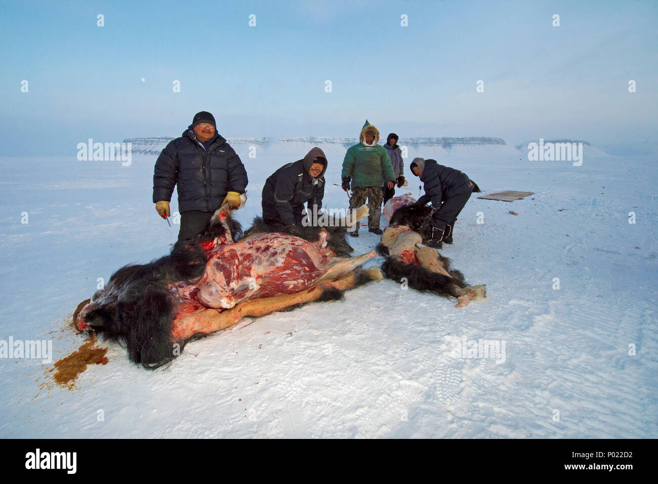 Huntsman skinning shot Muskox (Ovibus moschatus), Nunavut teritorry, Canada Stock Photo