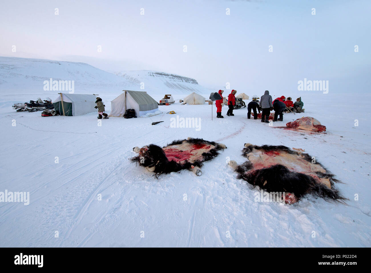 Huntsman skinning shot Muskox (Ovibus moschatus), Nunavut teritorry, Canada Stock Photo