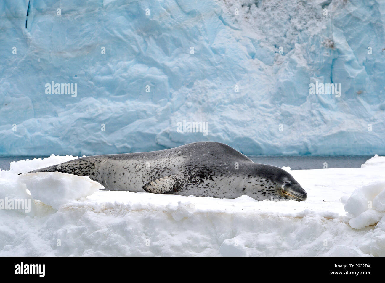Leopard seal (Hydrurga Leptonyx), resting on a ice floe, Weddell sea, Antarctica Stock Photo