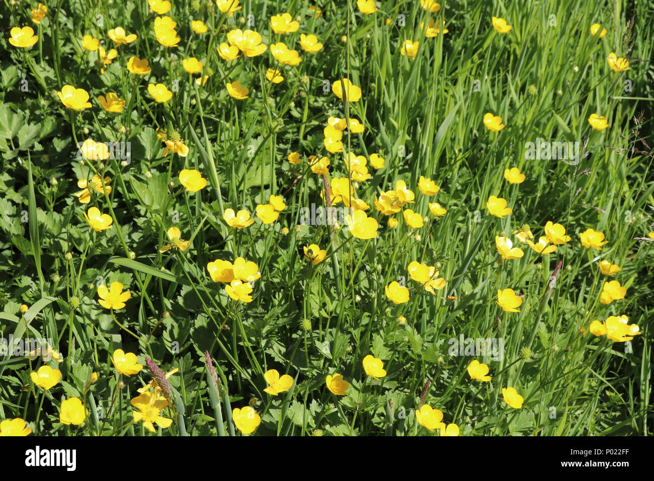 Cluster of buttercups hires stock photography and images Alamy