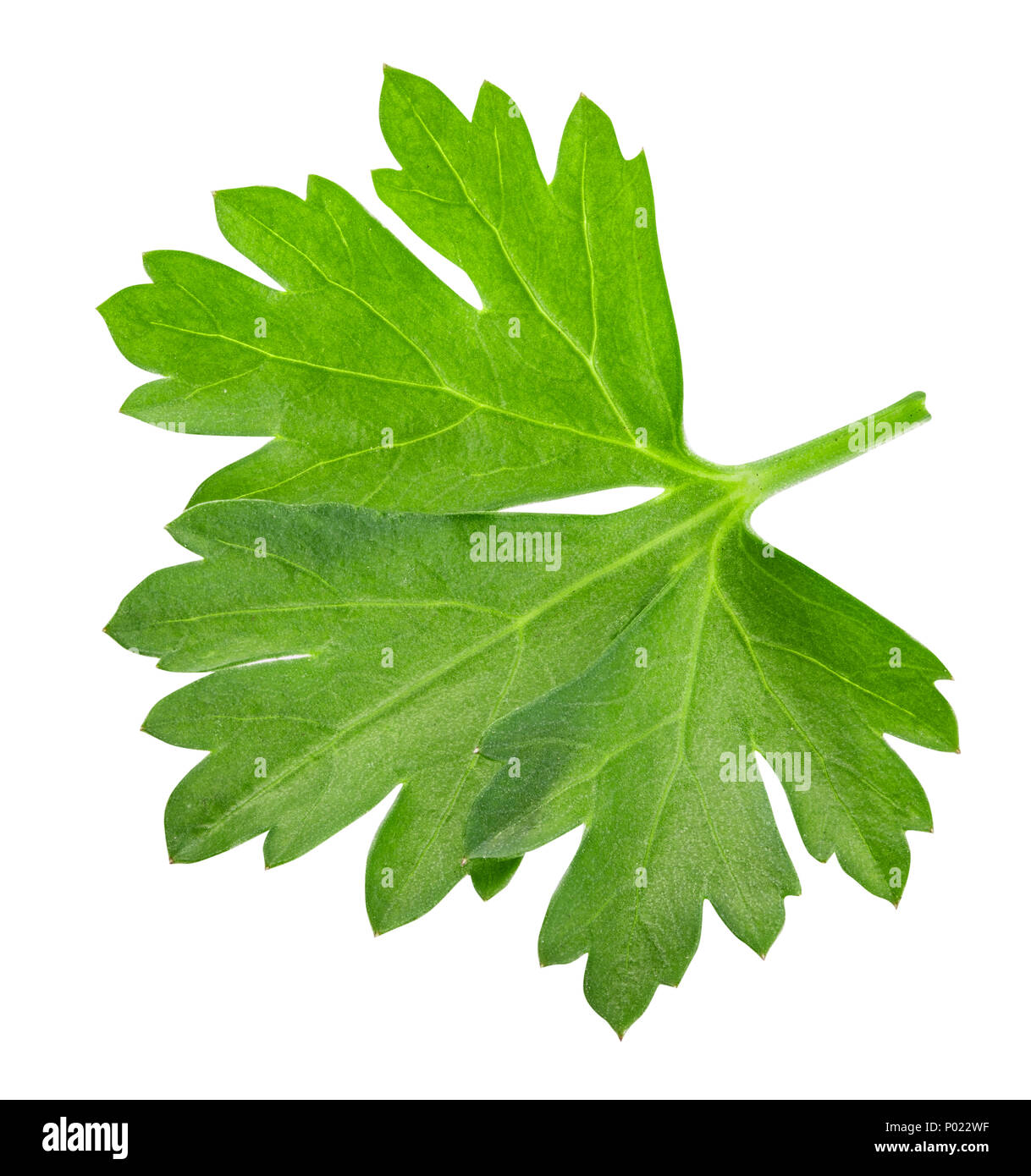 Green fresh parsley isolated on white background Stock Photo - Alamy