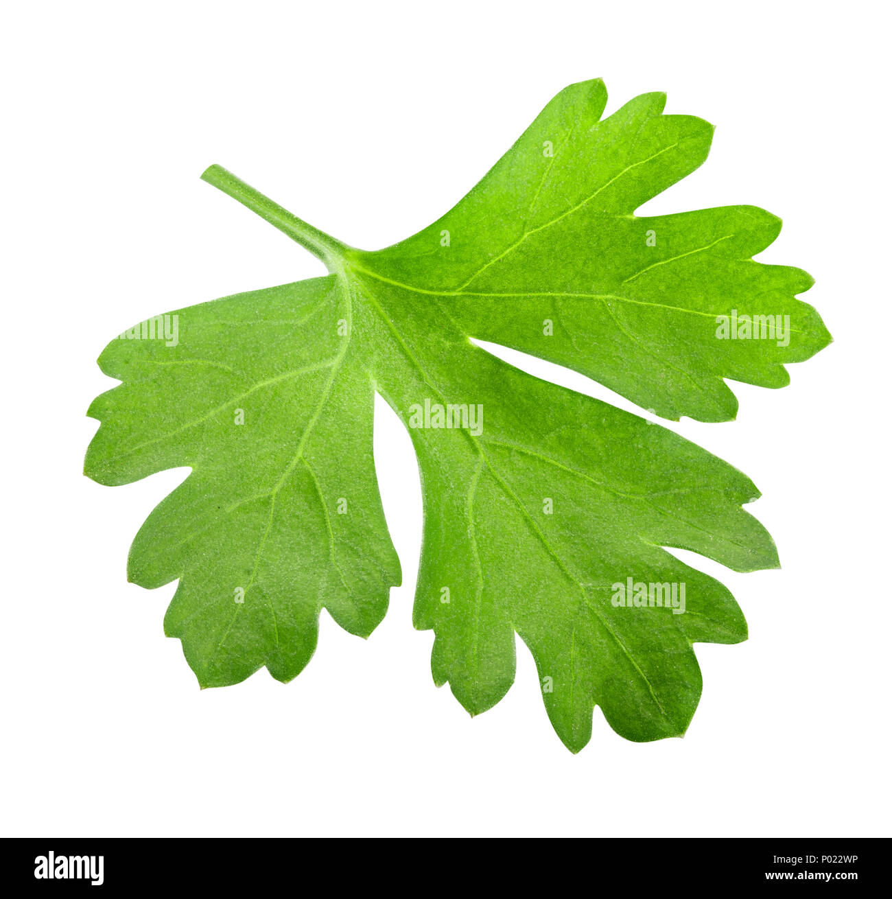 Green fresh parsley isolated on white background. Stock Photo