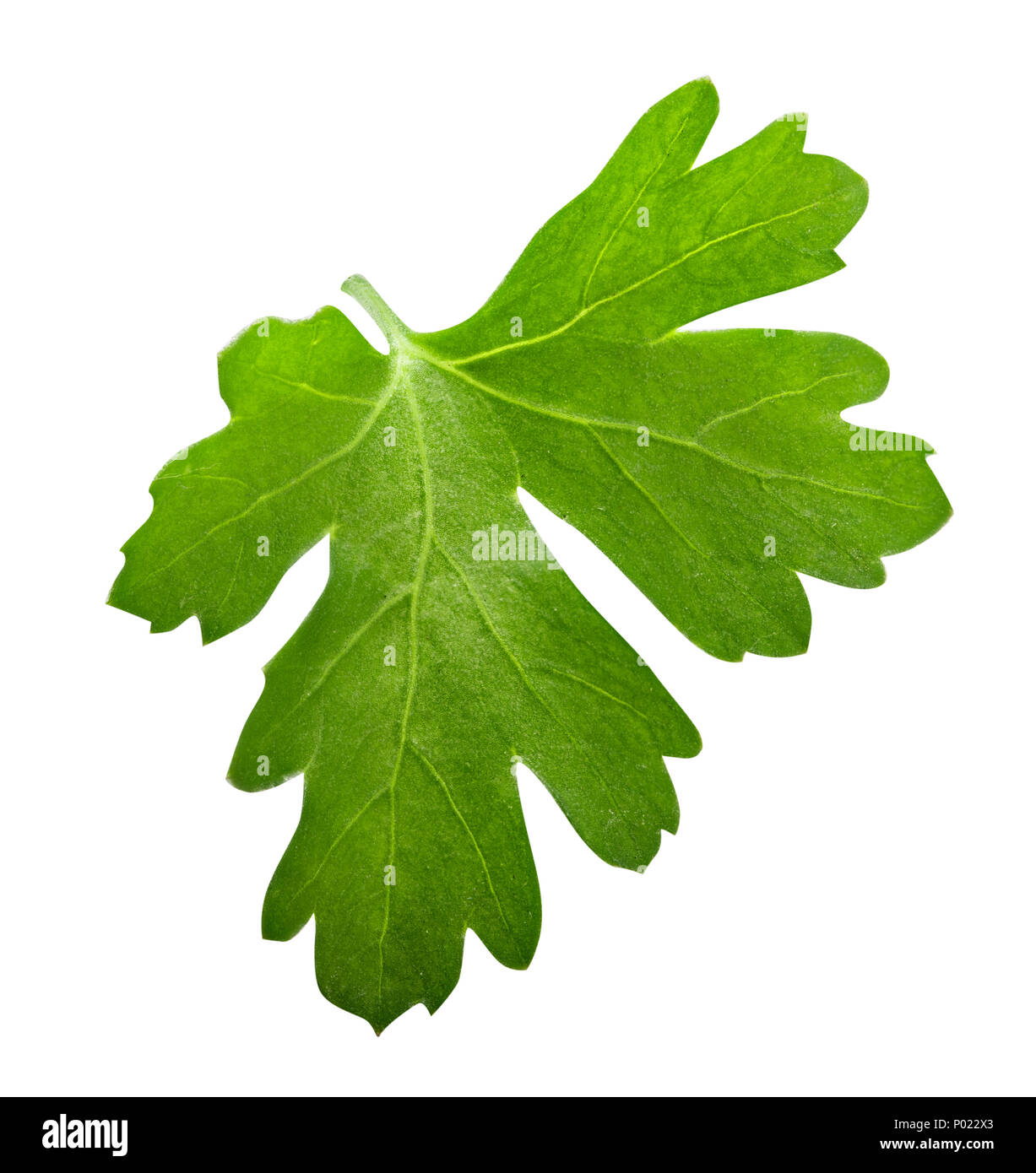 Green fresh parsley isolated on white background Stock Photo - Alamy