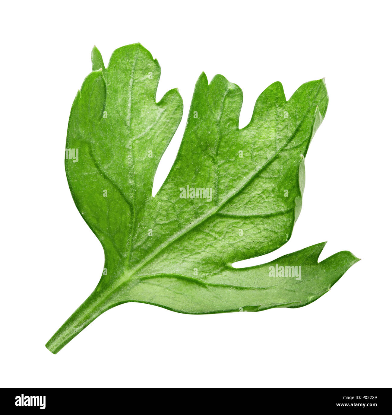 Green fresh parsley isolated on white background Stock Photo - Alamy
