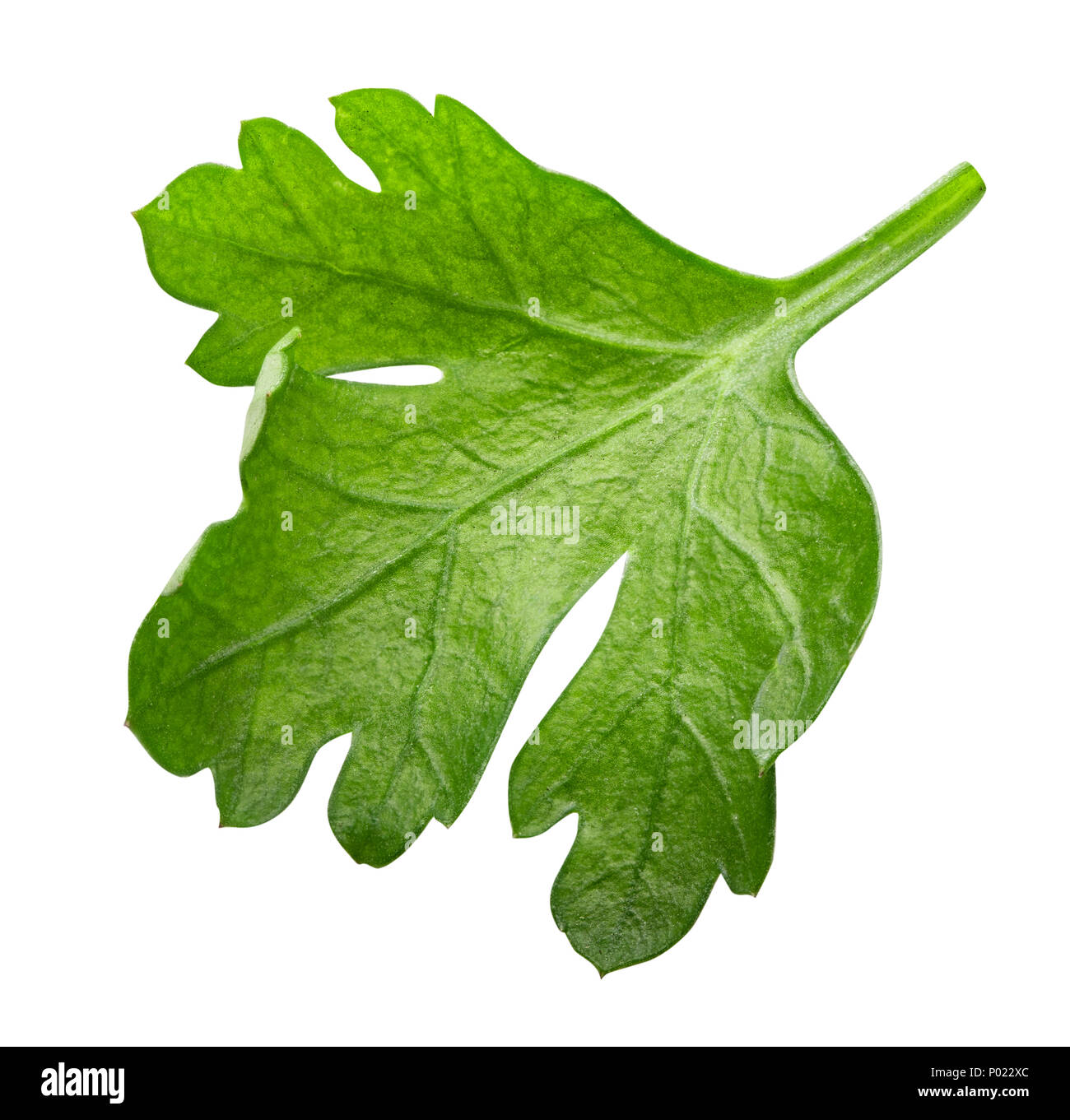 Green fresh parsley isolated on white background Stock Photo - Alamy