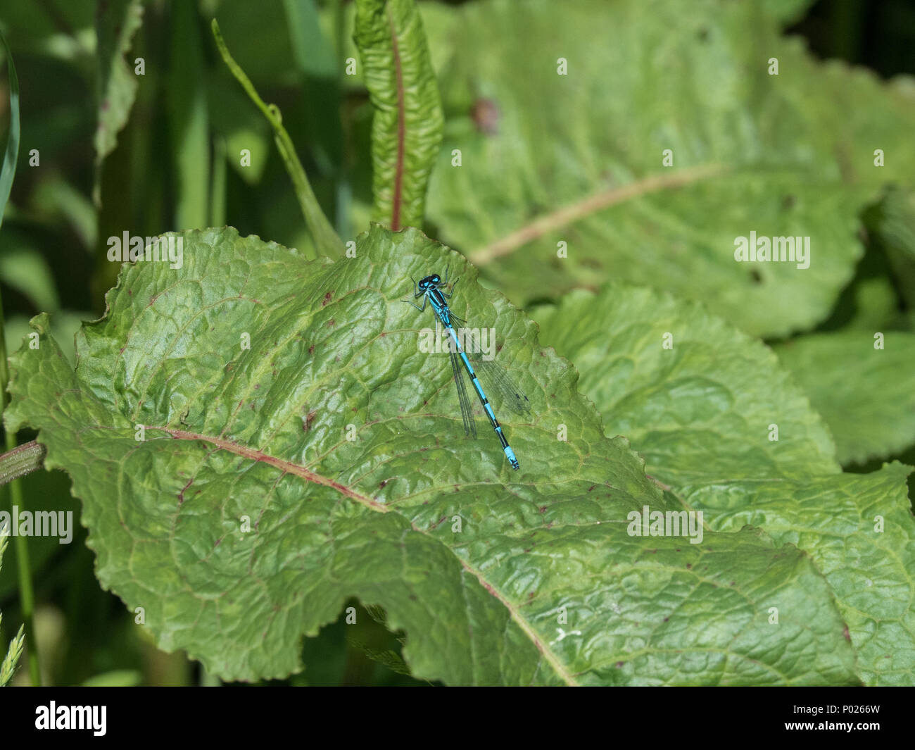 A distinctive male common blue damselfly resting on foliage Stock Photo ...