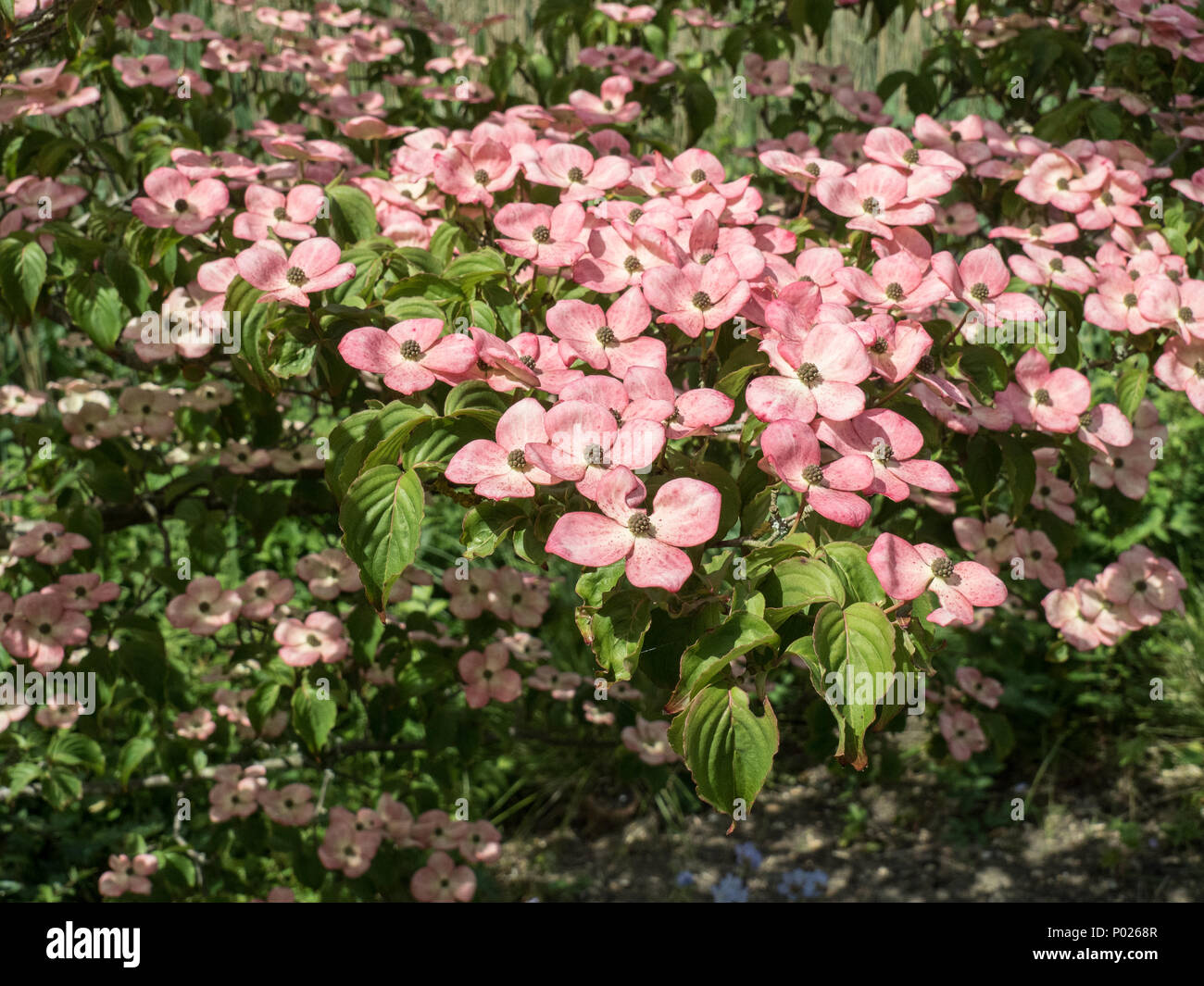 The shell pink flowers of Cornus kousa Miss Satomi Stock Photo
