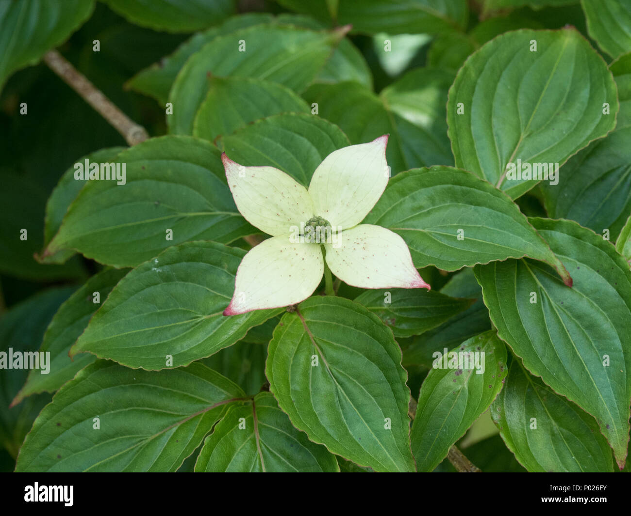 A single flower of Cornus kousa showing the pink tips to the creamy white petals Stock Photo