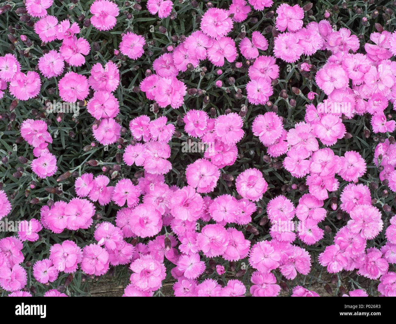 A large clump of the pink Dianthus Dinetta in full flower Stock Photo