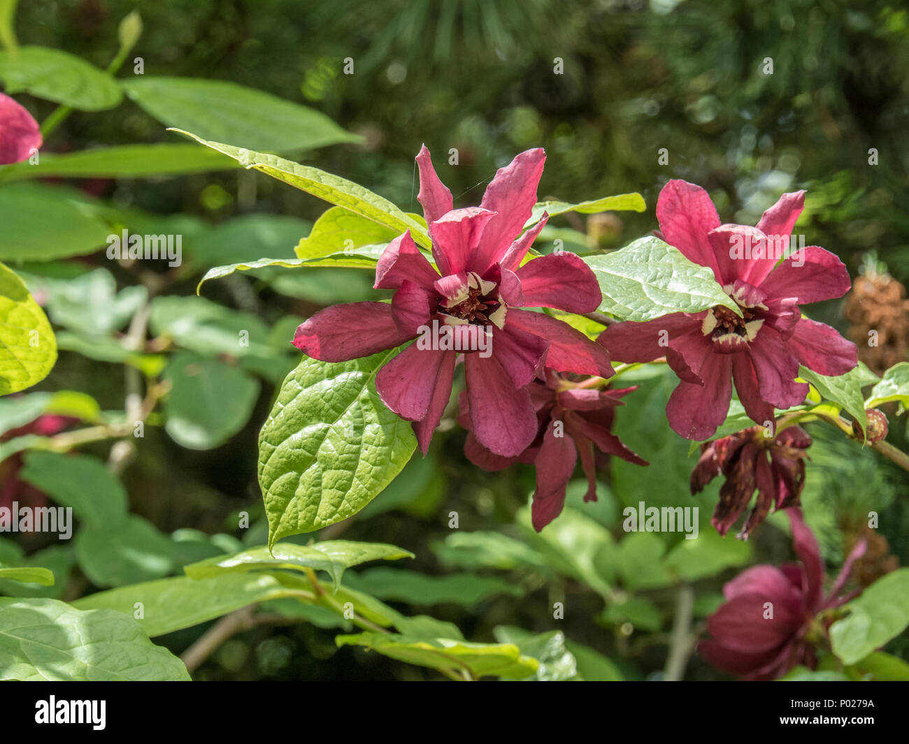 A group of two wine red flowers of Sinocalycanthus raulstoni 'Hartlage Wine' Stock Photo