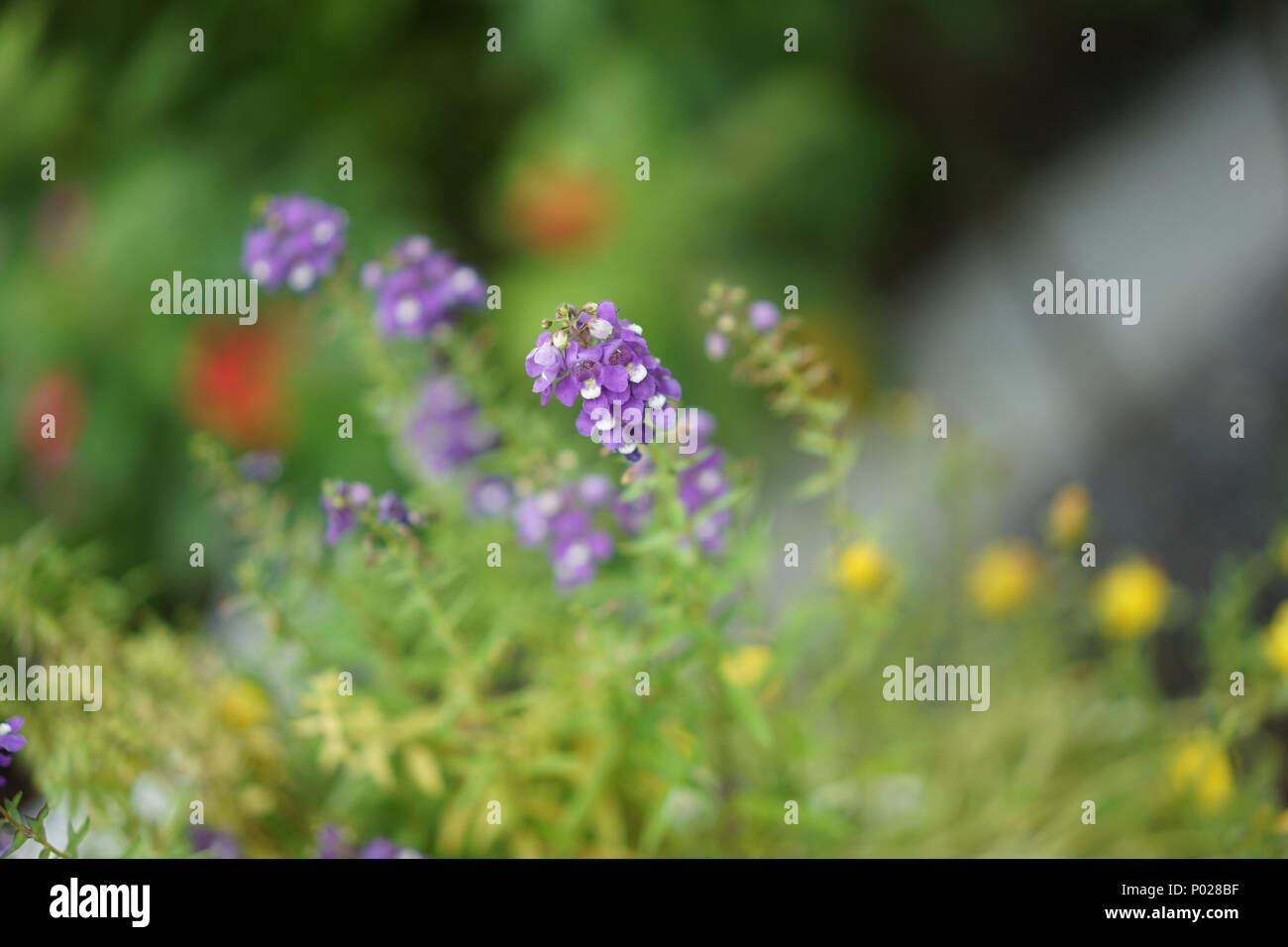 close up flower at noon in the park or garden with blur background