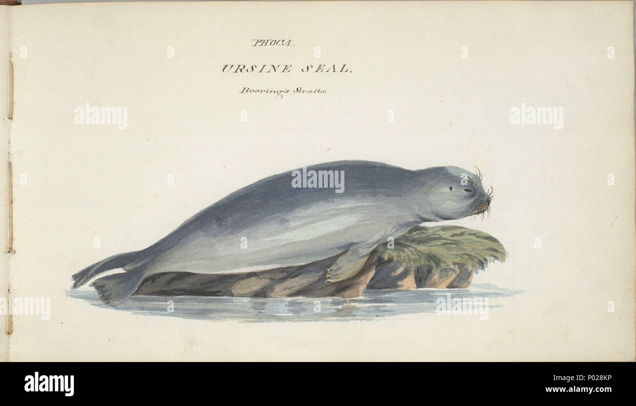 . English: Phoca, Ursine Seal, Beering's Straits [Bering Strait]. Drawing on paper: watercolor. Dimensions: 13.7 x 23.7 cm.  . between circa 1825 and circa 1827.   William Smyth  (1800–1877)    Description English naval officer and artist  Date of birth/death 1800 1877  Authority control  : Q21466465 VIAF:?91777922 ISNI:?0000 0000 7979 7980 LCCN:?no89011316 NLA:?35209157 GND:?100339069 WorldCat 26 William Smyth northern fur seal Stock Photo