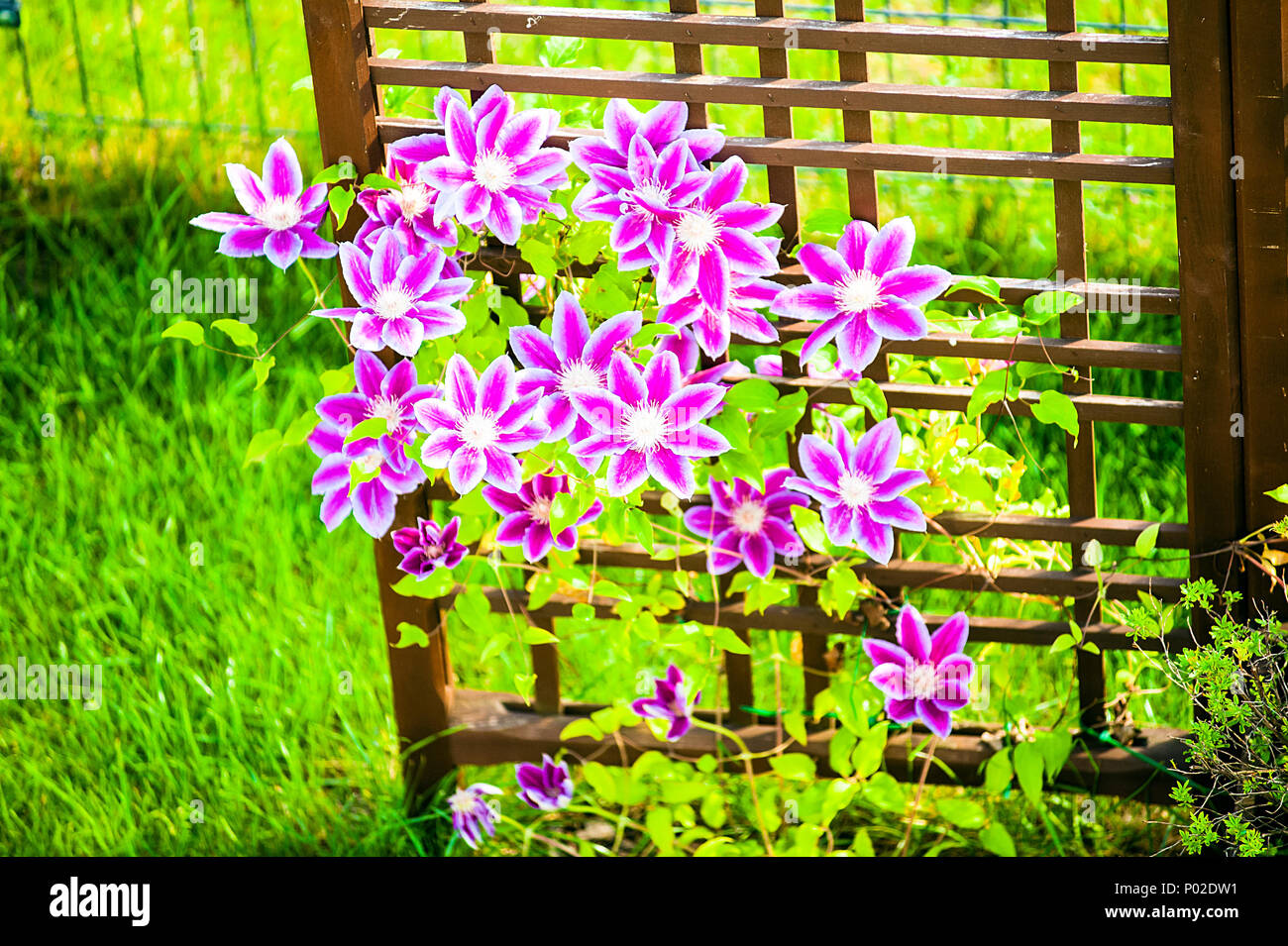 Purple clematis flowers with a wooden garden element in the background. Stock Photo