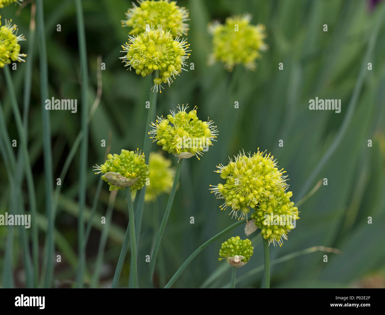 Allium obliquum in flower Stock Photo