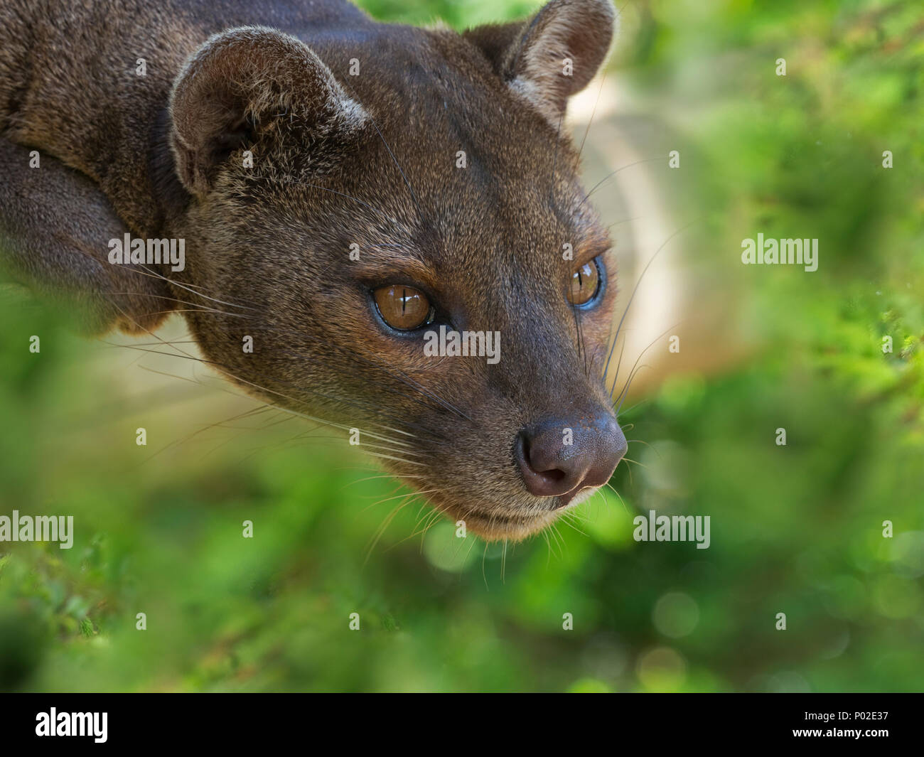 Fossa Cryptoprocta ferox Captive photograph Stock Photo