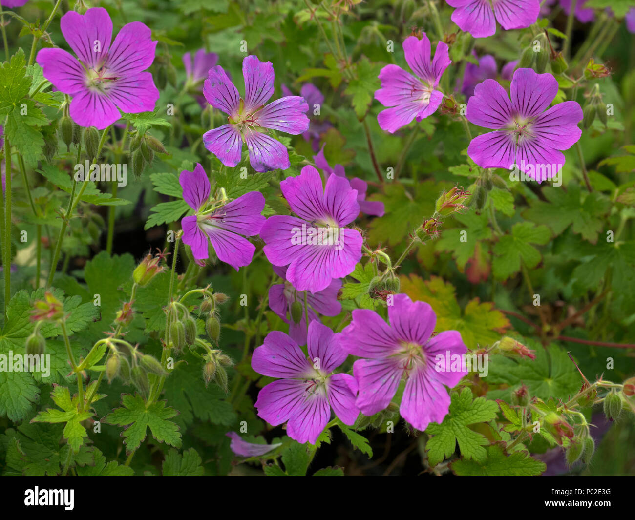Geranium 'Sirak' in garden border Stock Photo