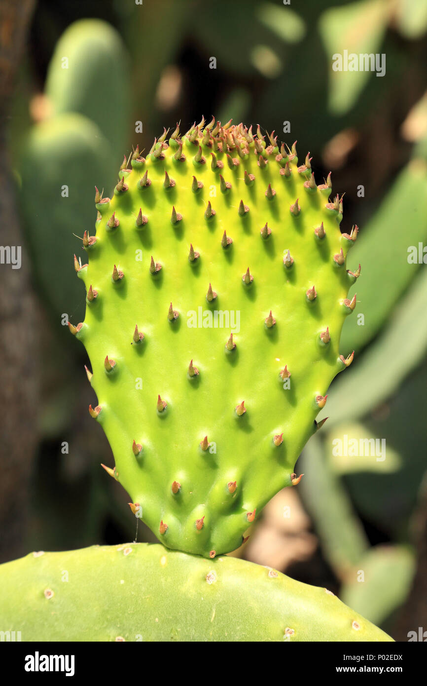 Opuntia cacti hires stock photography and images Alamy