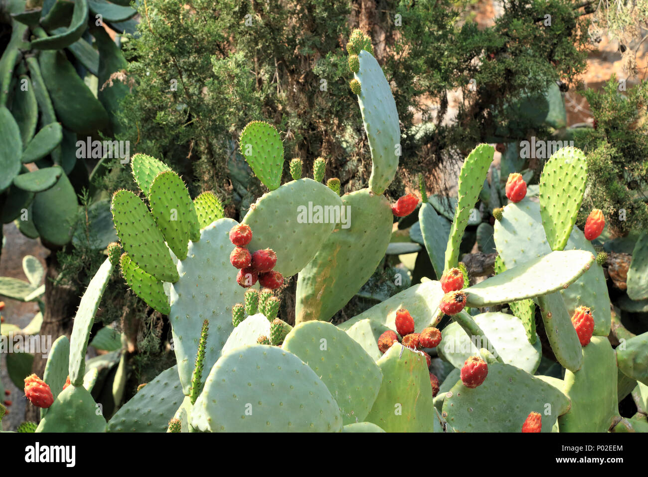 Cactus leaves in spring Stock Photo