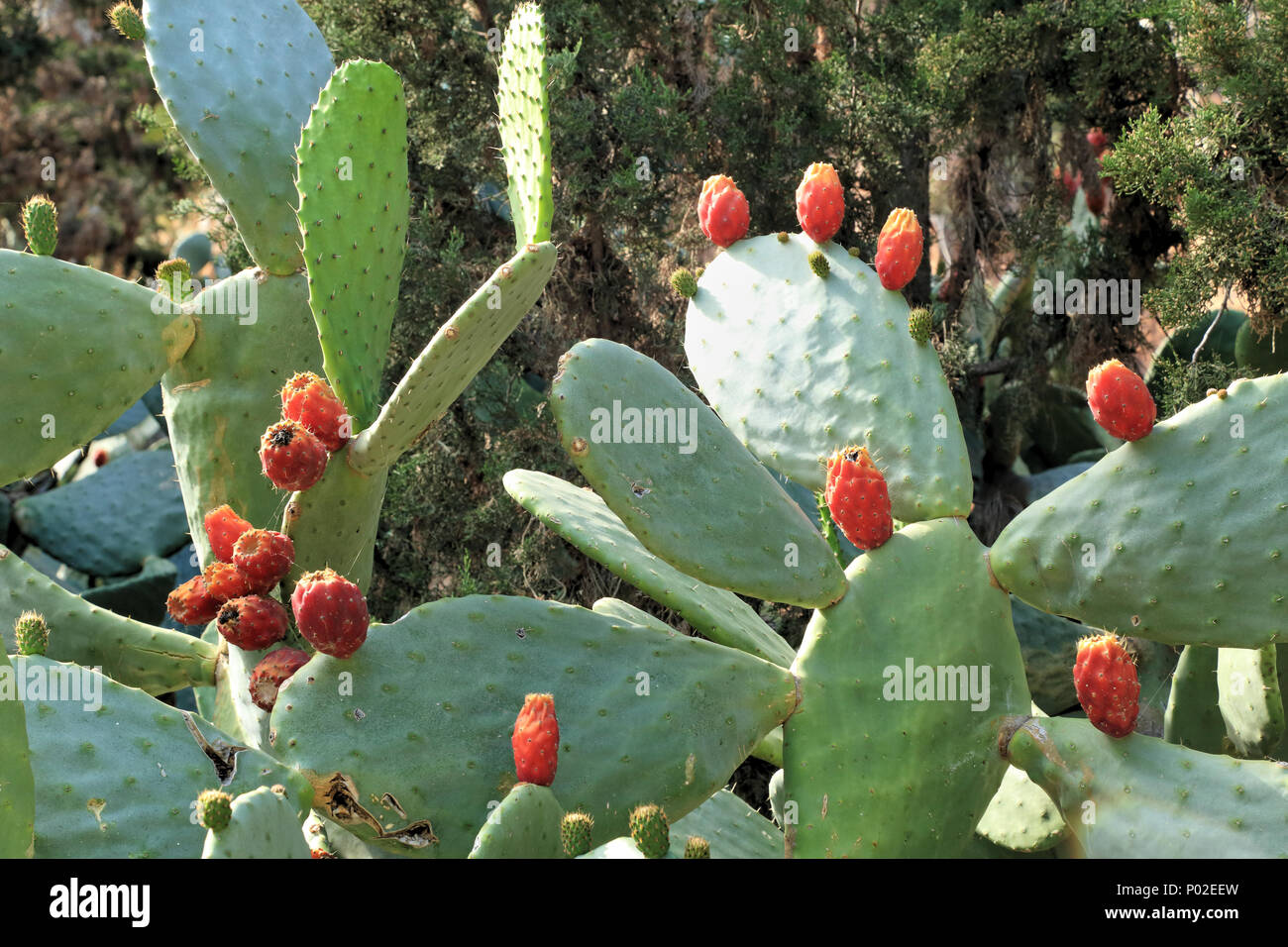Opuntia ficus-indica cactus with tunas fruits Stock Photo
