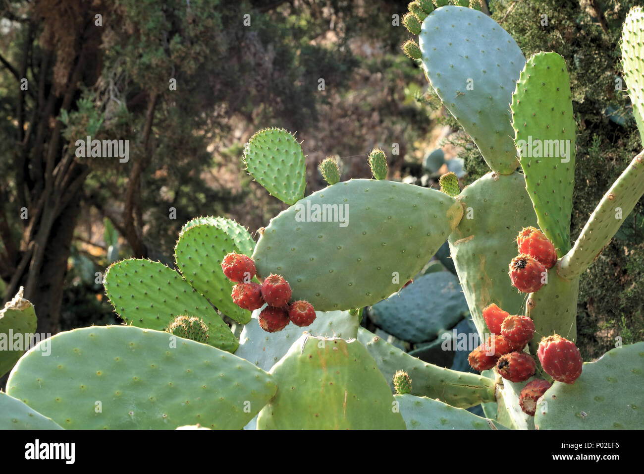 Prickly pear cactus with tunas fruits Stock Photo