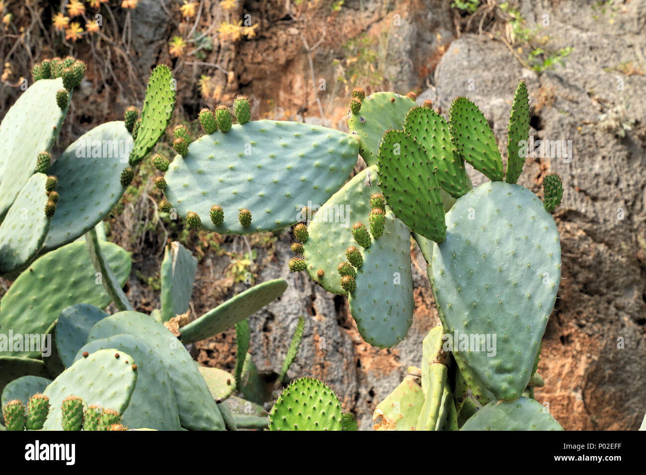 New fresh Opuntia cactus bud pad leaves Stock Photo
